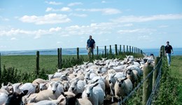 POSTPONED Make the most of selling your lamb – tips of the trade
